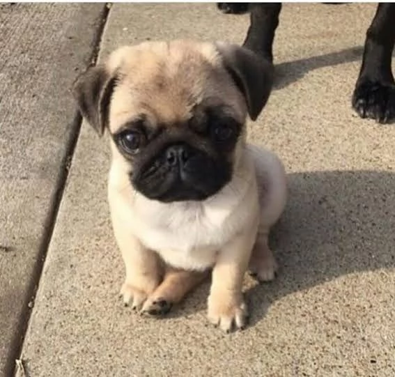 Cuccioli di Carlino grigio disponibili per regali a un buon prezzo | Foto 0
