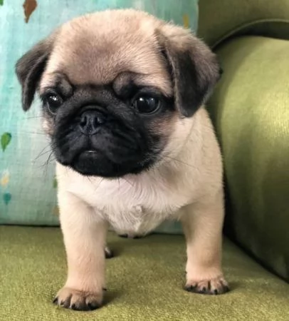 Cuccioli di Carlino grigio disponibili per regali a un buon prezzo