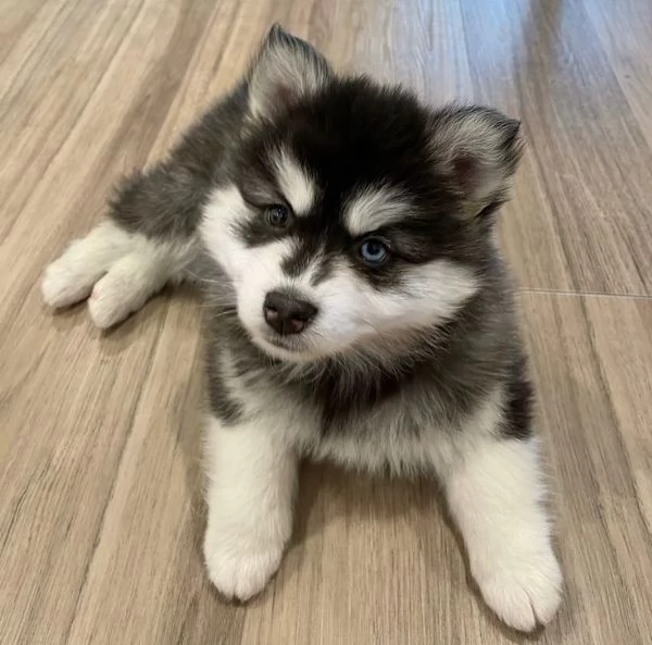 Siberian Husky di razza pura occhi azzurri bianco e nero in regalo