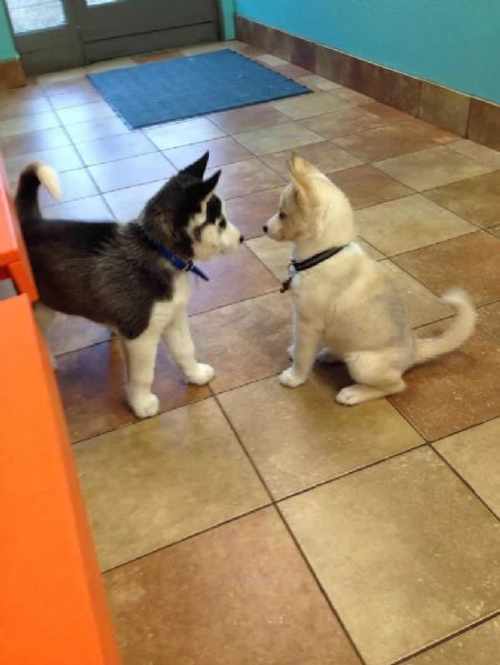 Siberian Husky di razza pura occhi azzurri bianco e nero in regalo | Foto 0