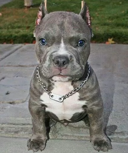 Cuccioli di Pitbull di razza pura di 3 mesi a prezzi convenienti