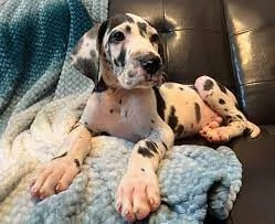 Cuccioli di Alano in cerca di adozione Contattateci per maggiori informazioni | Foto 0
