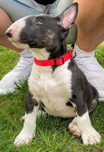 Adorabili cuccioli di Bull Terrier