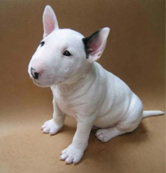 Adorabili cuccioli di Bull Terrier | Foto 0