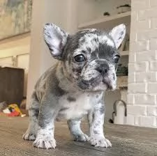 Bulldog francese femmina bianca e nera Contattatemi per maggiori informazioni