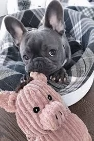 Bulldog francese femmina bianca e nera Contattatemi per maggiori informazioni | Foto 0
