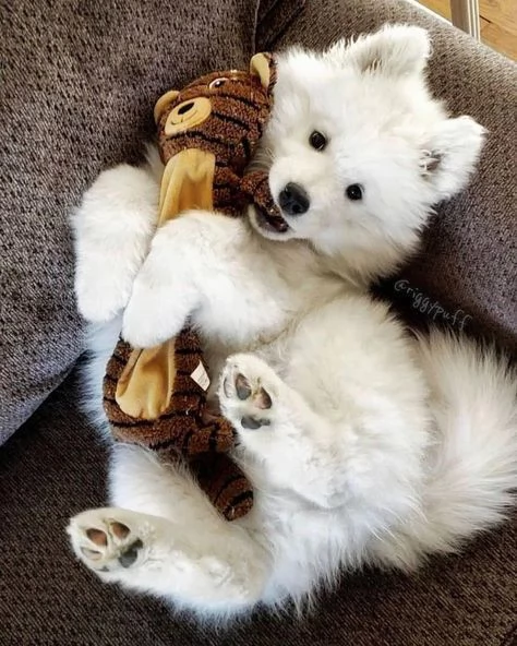 Ho bellissimi cuccioli di Samoiedo Contattateci per maggiori informazioni | Foto 0