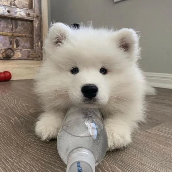 Ho bellissimi cuccioli di Samoiedo Contattateci per maggiori informazioni