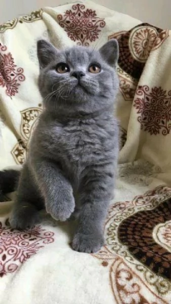 Gattini di British Shorthair pronti per essere adottati | Foto 0