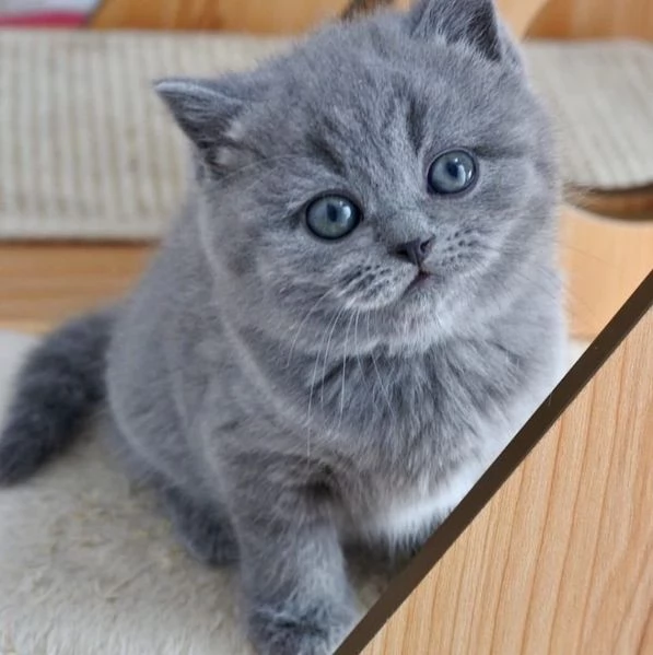Gattini di British Shorthair pronti per essere adottati