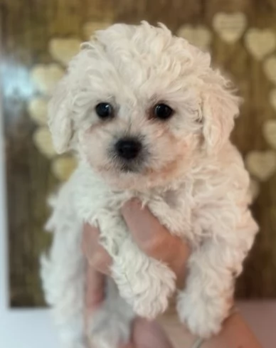 Eccezionali cuccioli di bolognese