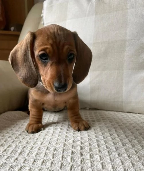 Dolcissimi cuccioli di Bassotto Nano
