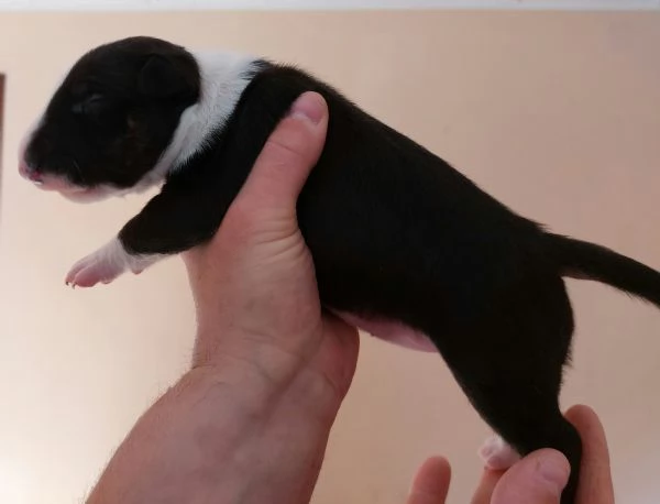 Cucciola di Bull Terrier bianca e neraalta selezione
