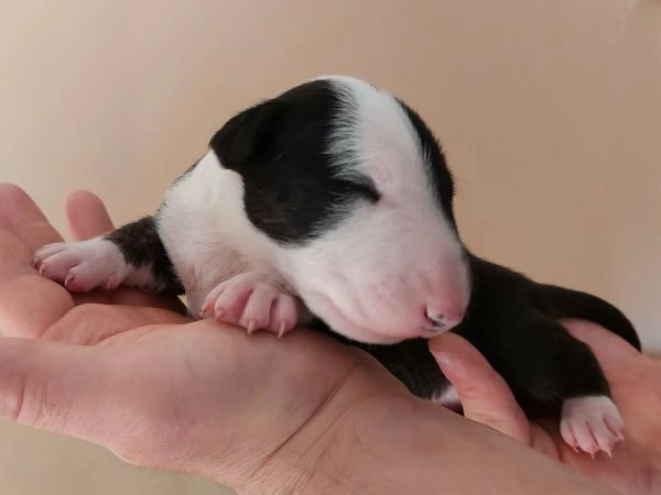Cucciola di Bull Terrier bianca e neraalta selezione | Foto 6