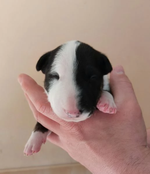 Cucciola di Bull Terrier bianca e neraalta selezione | Foto 3