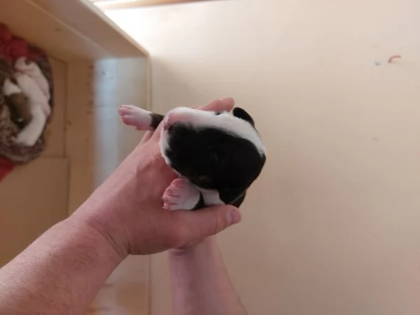Cucciola di Bull Terrier bianca e neraalta selezione | Foto 1