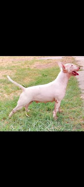 Cucciola di Bull Terrier bianca e neraalta selezione | Foto 0
