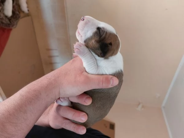 Cucciola di bull terrier bianca e rossaalta selezione