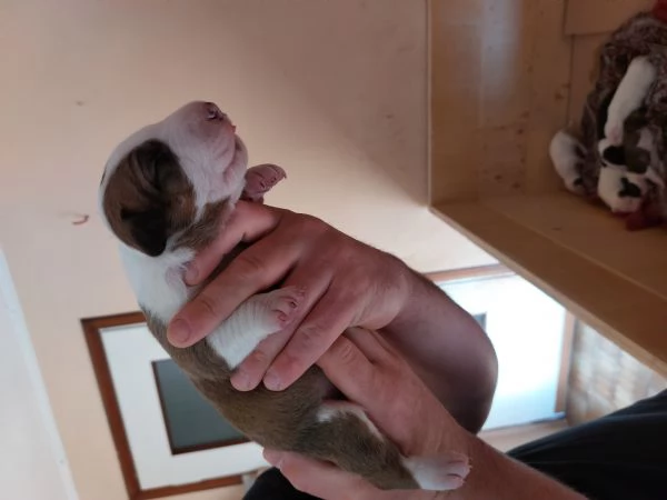 Cucciola di bull terrier bianca e rossaalta selezione | Foto 6