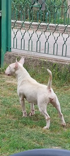 Cucciola di bull terrier bianca e rossaalta selezione | Foto 4