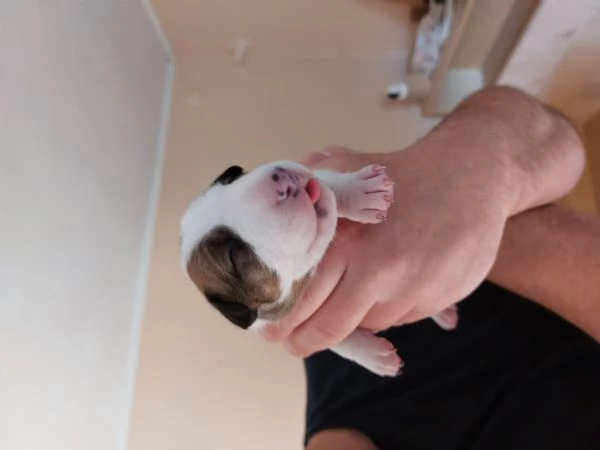 Cucciola di bull terrier bianca e rossaalta selezione | Foto 3