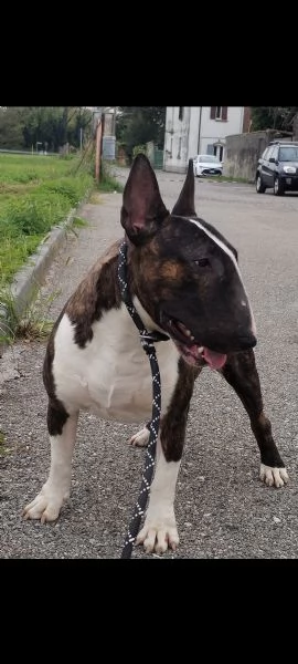 Cucciola di bull terrier bianca e rossaalta selezione | Foto 1