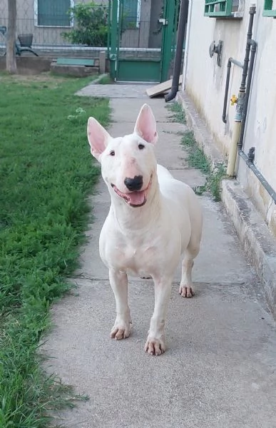 Cucciola di bull terrier bianca e rossaalta selezione | Foto 0