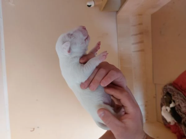 Cucciola di Bull Terrier standard total white | Foto 5