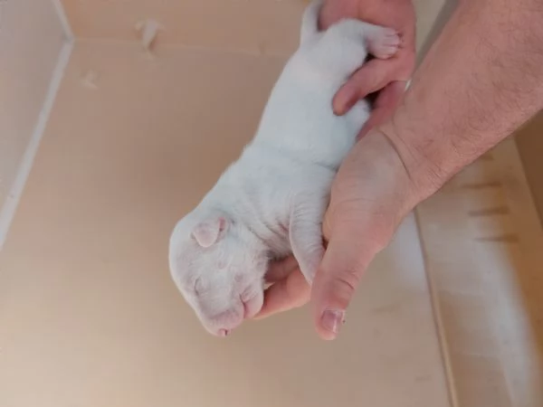 Cucciola di Bull Terrier standard total white