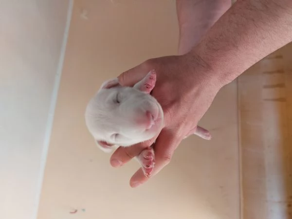Cucciola di Bull Terrier standard total white | Foto 0