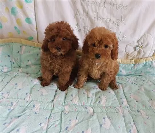Regalo Bellissimi cuccioli di barboncino