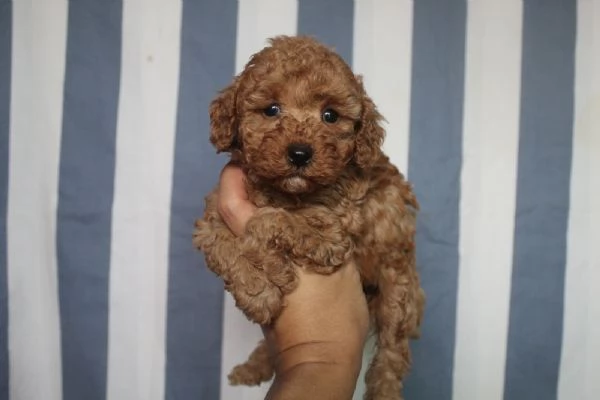 Regalo Pronto Ora cuccioli di barboncino Pronto ora 