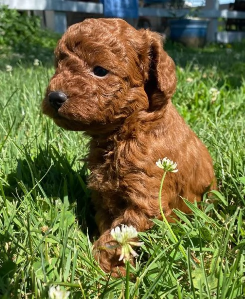Regalo Cuccioli di barboncino toy 
