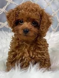 Regalo Cuccioli di barboncino  maschi e femmine