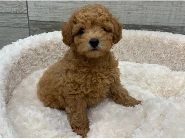Regalo Cuccioli di barboncino  toy maschio e femmina