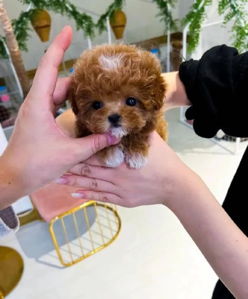 Regalo Cuccioli di barboncino in miniatura