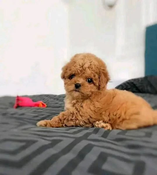 Regalo Cuccioli di barboncino da adottare