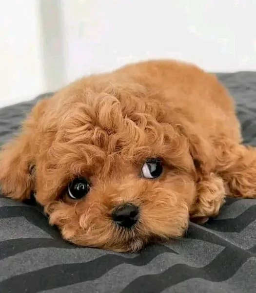 Regalo Cuccioli di barboncino registrati da adottare