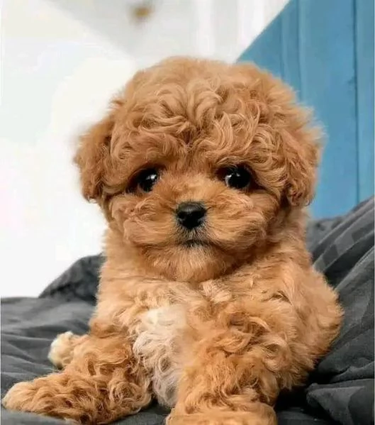Regalo  Cuccioli di barboncino Toy