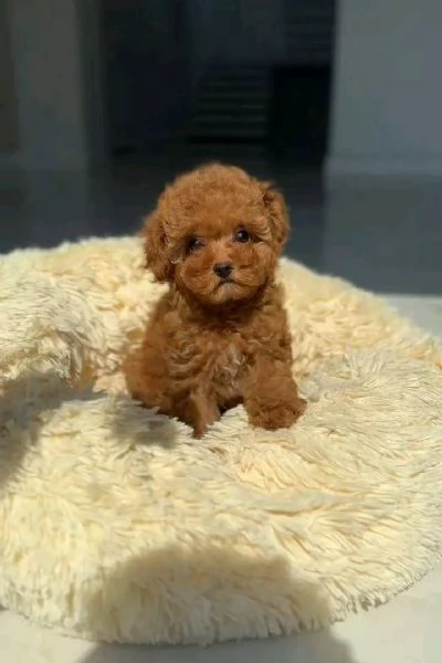 Regalo Toy Cuccioli di barboncino sani