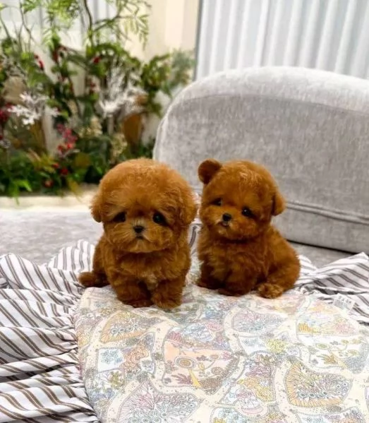 Regalo Cuccioli di barboncino toy da adottare