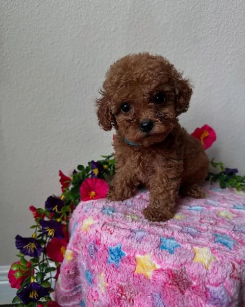 Regalo Cuccioli di barboncino registrati in adozione