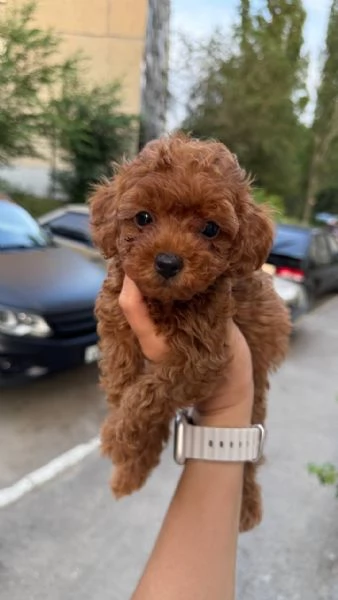 Regalo Cuccioli di barboncino 
