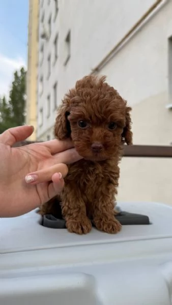Regalo Toy Cuccioli sani di barboncino