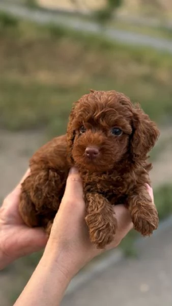 Regalo Cuccioli di barboncino sano Toy