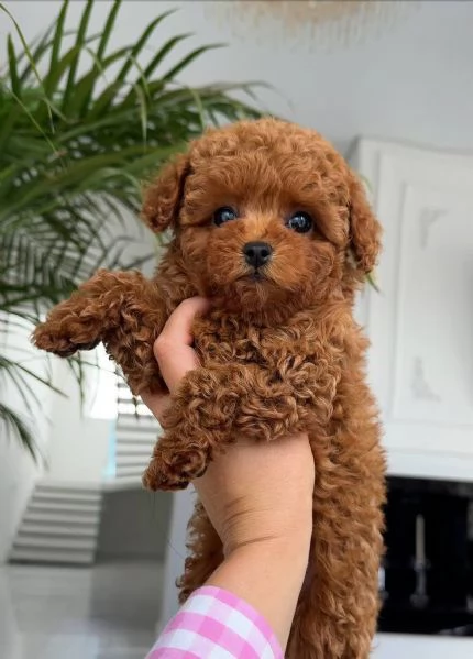 Cuccioli Regalo Barboncino Red