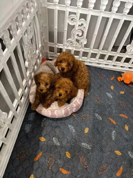 Regalo Cuccioli di barboncino toy