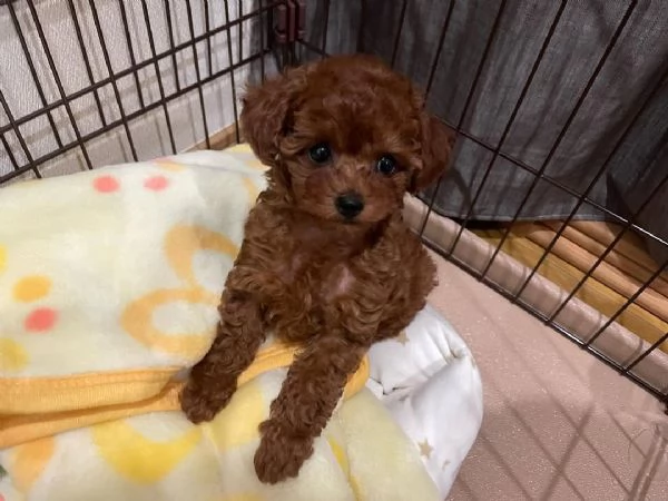 Regalo cuccioli di barboncino perfetti