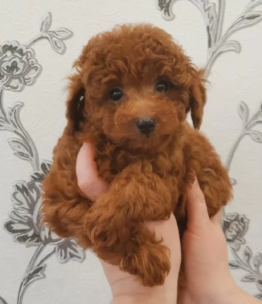Regalo Cuccioli di barboncino sani disponibili