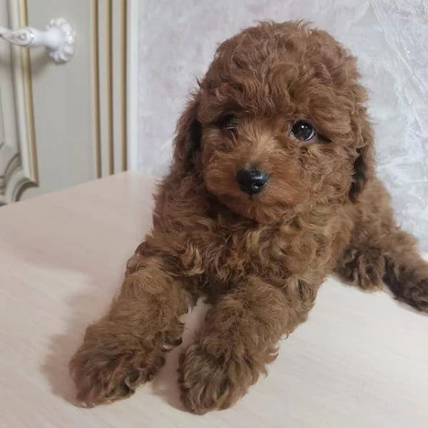 Regalo Cuccioli di barboncino per case adorabili
